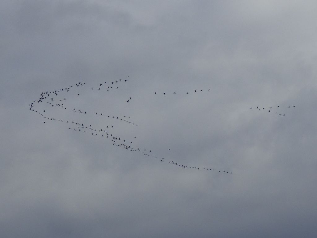 Cinque giorni ad Arenzano (GE): Gru